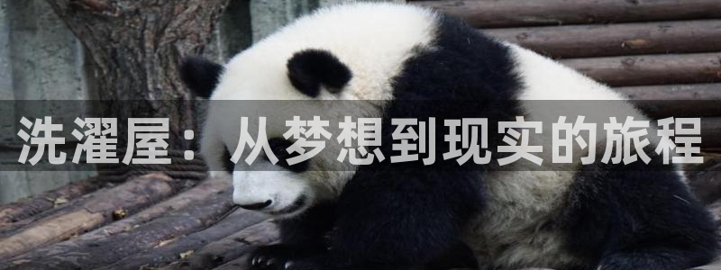 番薯动漫下载：洗濯屋：从梦想到现实的旅程